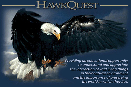 HawkQuest