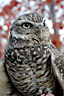 Burrowing Owl