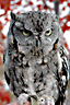 Eastern Screech Owl