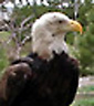 Mature Bald Eagle