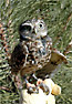 Burrowing Owl