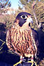 Immature Anatum Peregrine Falcon