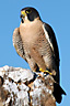 Anatum Peregrine Falcon
