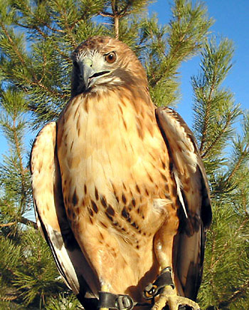 Red-tailed Hawk