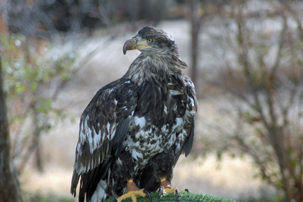 Alaskan Female Bald Eagle