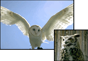 H.O.O.T. - Hands On Owl Teaching